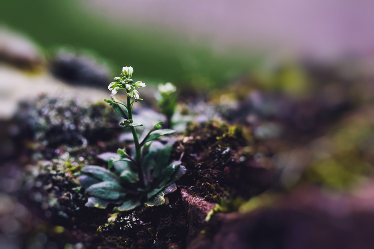 A tiny wild flower in February