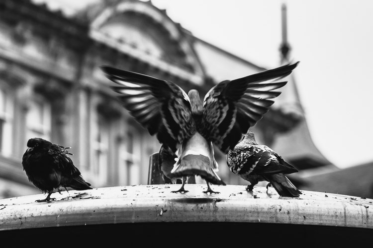 Pigeons of St Enoch Square