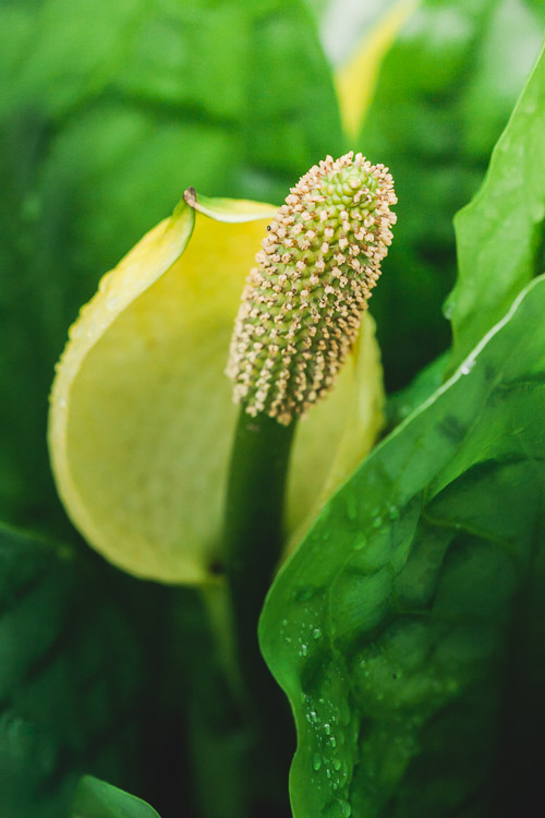The flower of Lysichiton Americanum