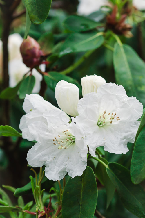 White rhododendron flowers