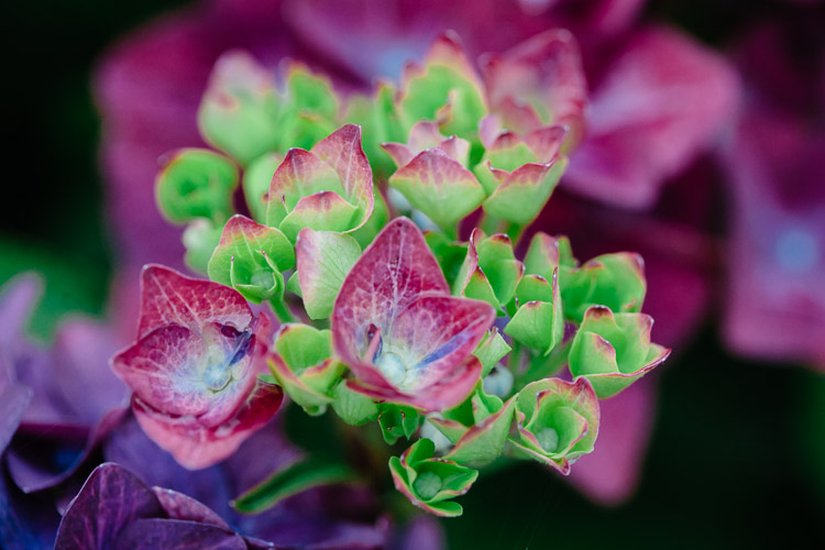 Different shades of flowers on the same hydrangea pant