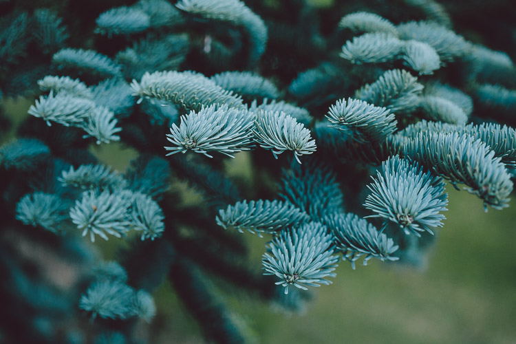 Blue fir branches