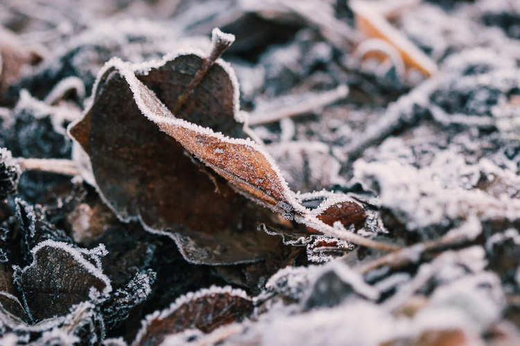 Autumn leaves dressed by frost