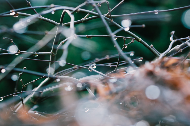 Frozen water drops on  the bush branches as frost melts during daytime and re-freezes at night