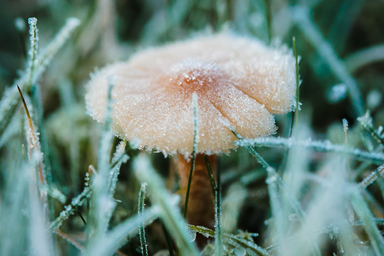 frozen mushroom