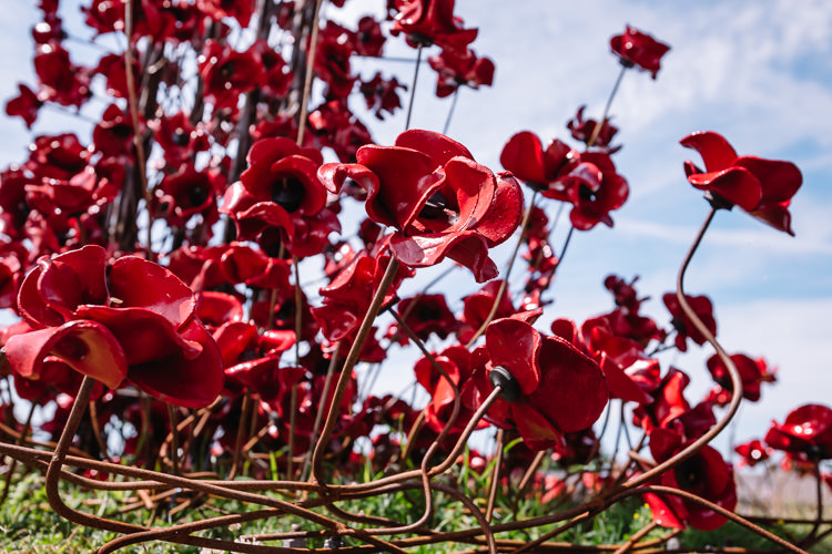 Closeup view of handmade ceramic poppies attached to metal stems, each poppy representing a soldier that died during WW1