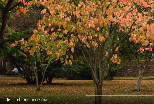 Video location recce for autumn portraits in Crichton