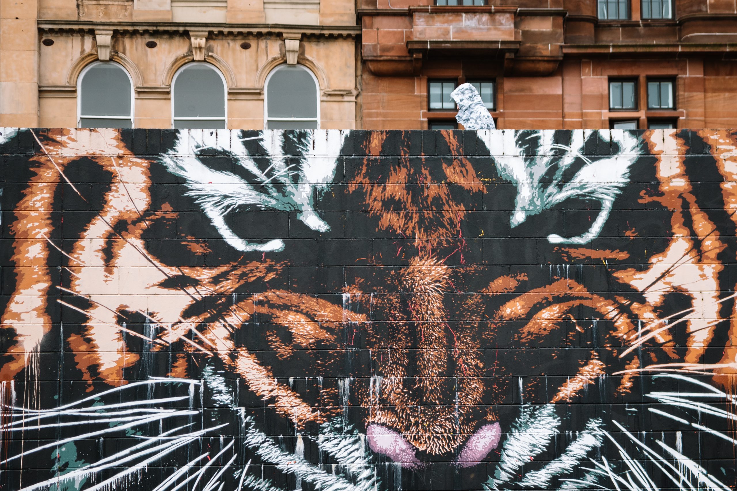 Glasgow Tiger Mural by James Klinge Urban photography by Galina Walls