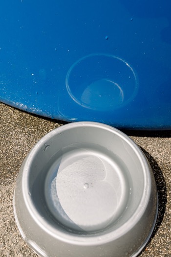 A dog water bowl at Your WaterYour Life campaign event