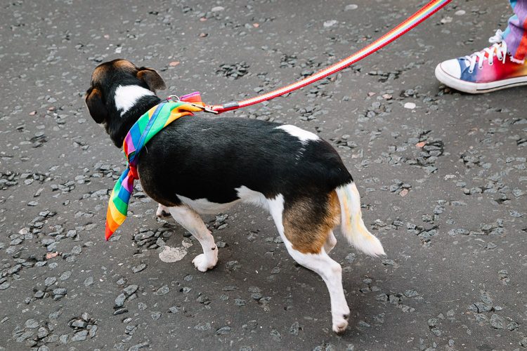 Dog in the rainbow hanky