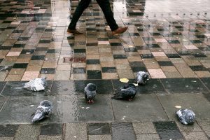 Pigeons pathing in the streamlet of rain water